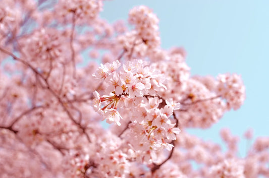Cherry blossom trees in full bloom during spring