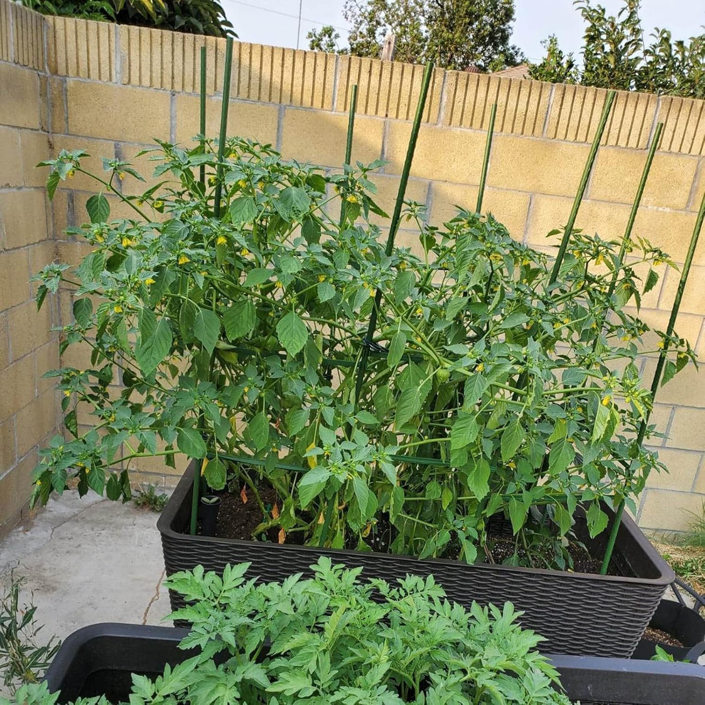 Garmeinea Garden Stakes 36 Inches Plastic Coated Steel Plant Stakes for Growing Climbing Plants, Pack of 25