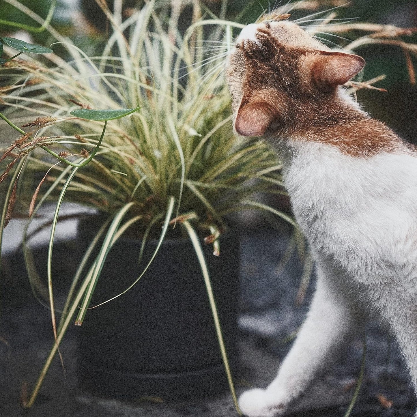 6 + 8 Inch Plant Pots, Ceramic Planter Pot with Drainage Hole & Saucer, Indoor/Outdoor Cylinder Round Planter Pot, Matte Black